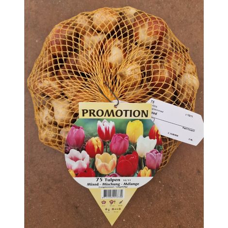 OFFERTA 75 TULIPANI LONGSTEMMED MIX COLORI