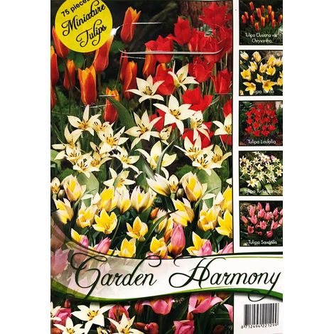 COLLEZIONE DI 75 BULBI AUTUNNALI TULIPANI IN MINIATURA MIX BULBS