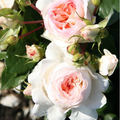 Gardenaria Rosa 'Stephanie Baronin zu Gutenberg' - Rosa da giardino - Altezza: 30/40 cm (vaso22) (1/3)