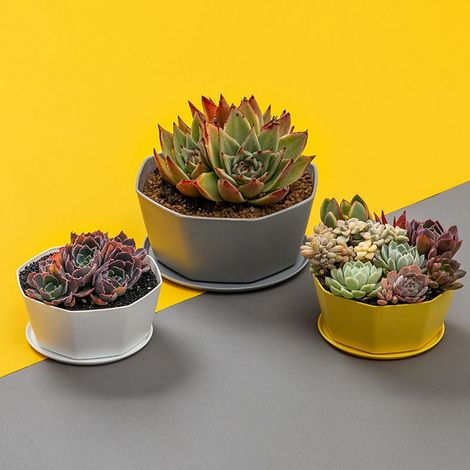 Lot de 6 pots de fleurs en plastique avec soucoupe épaisse pour jardin intérieur et extérieur (1/5)
