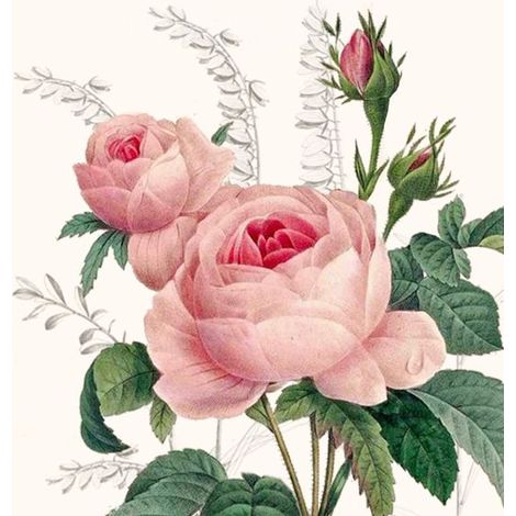 Braun & Company Servietten Motiv Wonderful Rose 33 x 33 cm, 20er Pack