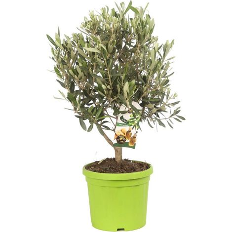 Olivier buisson  Olea europaea Buisson Pot 18cm
