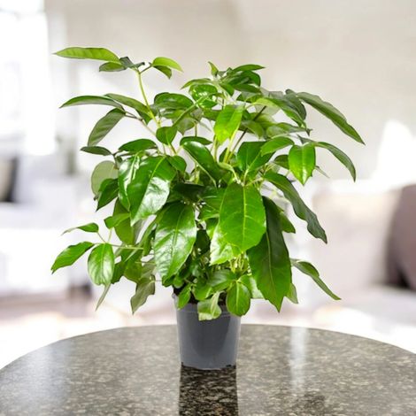 Gardenaria Schefflera actinophylla 'Amate' - Pianta da interno ornamentale - Altezza: 70 cm (vaso 19)