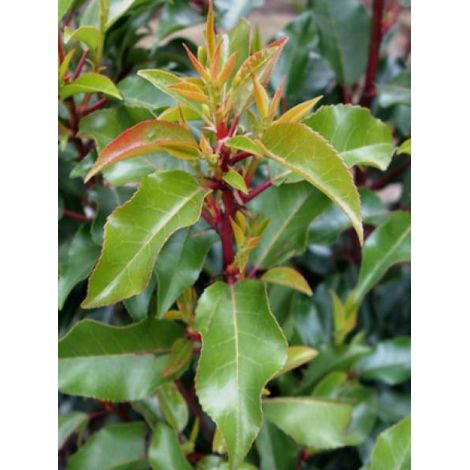 Laurier du Portugal 'Brenelia'® Pot de 7,5L/10L