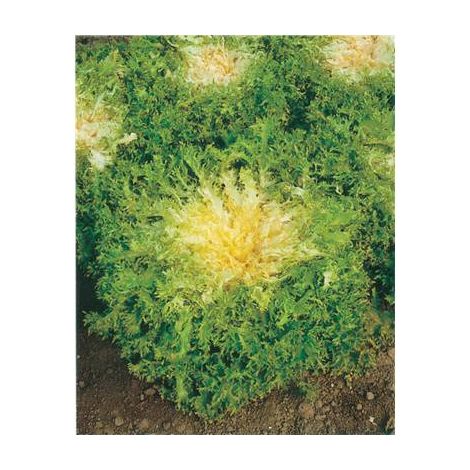 CHICOREE FRISEE DE MEAUX - 3 G - GRAINES DE LÉGUMES