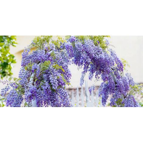 Glicine "Wisteria" pianta rampicante in vaso ø20 cm h. 100/150 cm con canna (1/5)