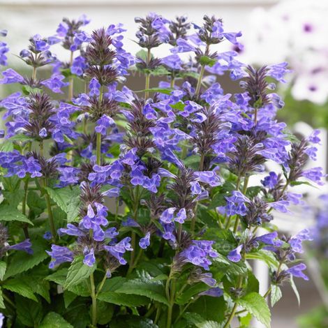 4 x Chataire kubanica - Nepeta kubanica  - godet 9x9 cm
