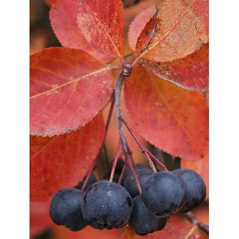 Aronie à fruits noirs 'Autumn Magic' Pot de 2L/3L (1/3)