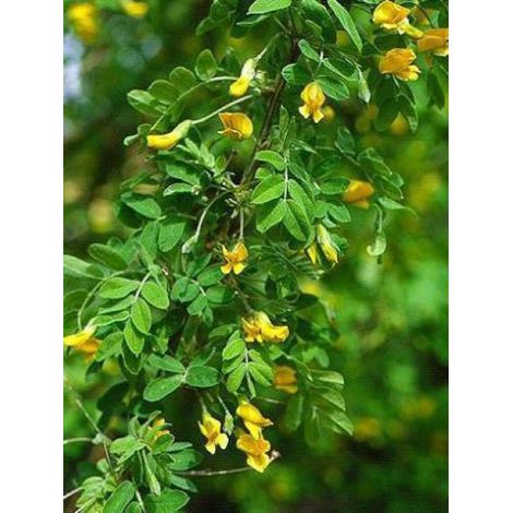 Acacia jaune, Caraganier de Sibérie Pot de 2L/3L
