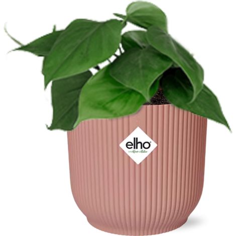 Philodendron Scandens Plante Verte d'Intérieur avec Cache-pot 14 cm Rose - PANGIVO (1/5)