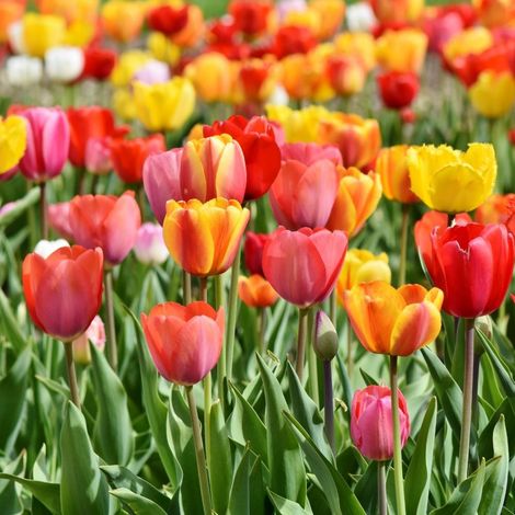 bulbi di TULIPANI TRIONFO MIX 12+