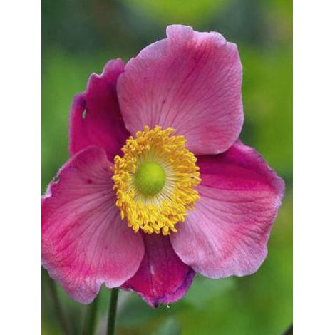 Anémone du Japon 'Hadspen Abundance' Godet de 8/9 cm (1/2)