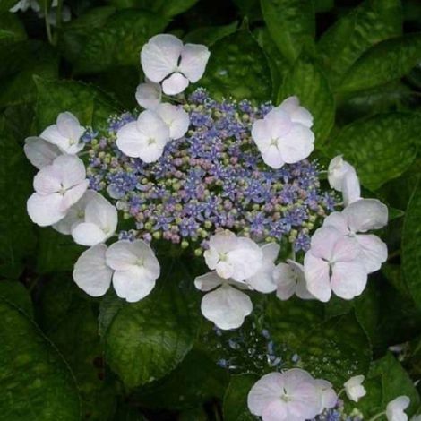Hortensia  - Hydrangea 'Teller White'  - 25-30 cm pot