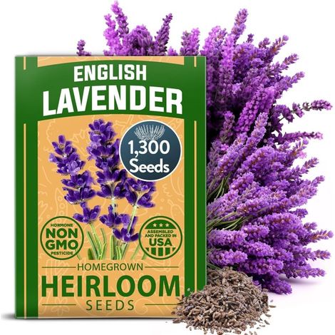 Graines de Lavande Parfumée 1300 – Haute Germination, Idéal Jardin, Terrasse et Culture en Pot (1/5)