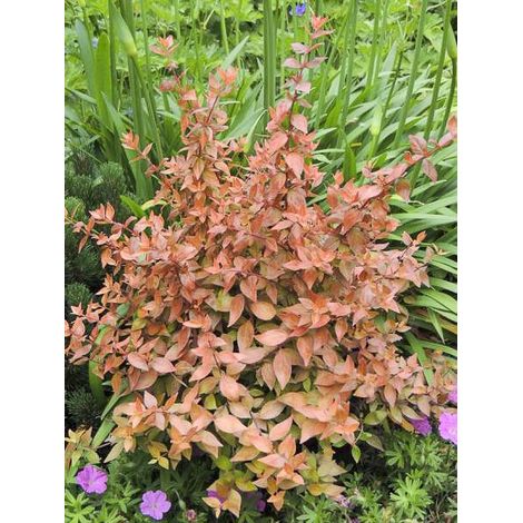 Abelia grandiflora Caramel Charm - Abélia à grandes fleurs Pot de 3L/4L