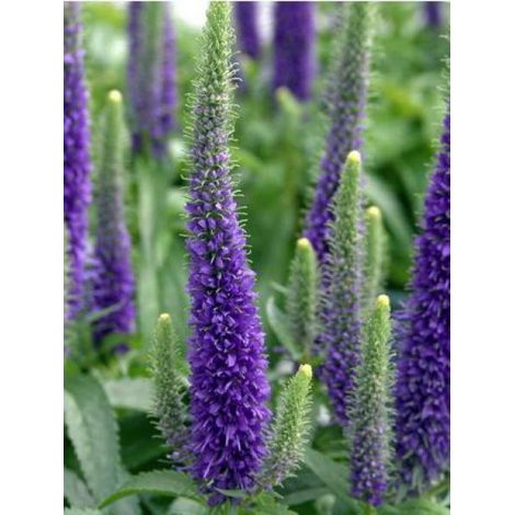 Véronique en épis 'Royal Candles' Godet de 8/9 cm