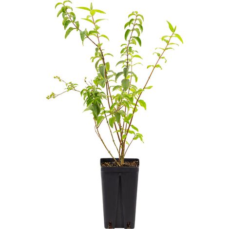 Deutzia gracilis - deuzia - vaso quadro 12x12x20 cm (1/2)