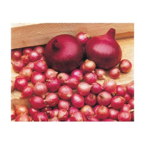 OIGNON ROUGE DE BRUNSWICK - 5 G - Graines