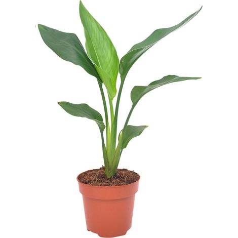 Strelitzia Reginea - Plante Oiseau de Paradis Tropicale - Pot Ø 12 cm - Hauteur 40 cm - PANGIVO (1/4)