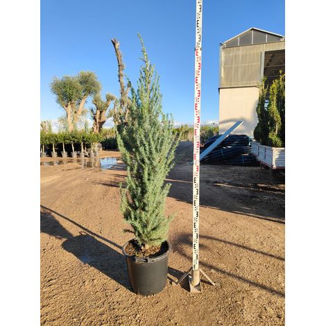 Cèdre de l'Himalaya Cedrus Deodara Pot 45 cm Conifère Persistant Arborescent (1/4)