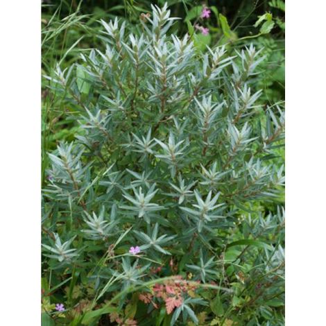 Argousier femelle 'Leikora' Godet de 8/9 cm (1/2)