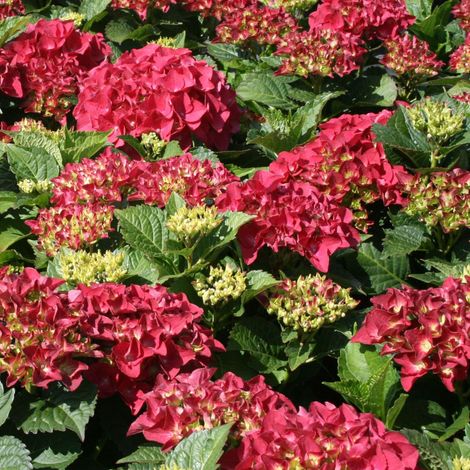 Hortensia  - Hydrangea macrophylla 'Kardinal'  - 25-30 cm pot