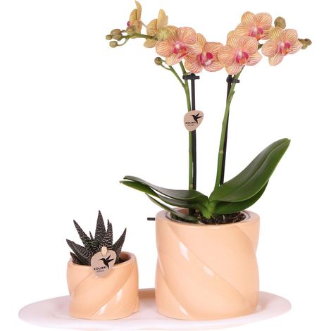 Kit Plantes d'Intérieur Orchidée Phalaenopsis Orange et Plante Verte avec Pots Pêche - PANGIVO (1/5)