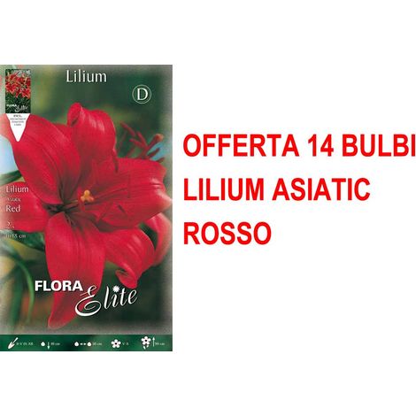 OFFERTA 14 BULBI AUTUNNALI LILIUM ASIATIC ROSSO CONFEZIONE DA 2 BULBI BULBS BULBES