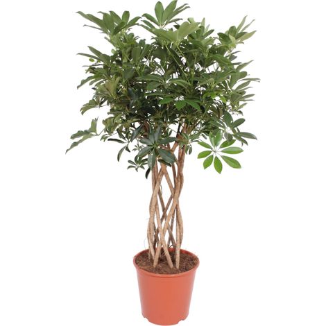 Schefflera Arboricola Compacta - Plante Verte d'Intérieur Tronc Tressé - Hauteur 130 cm - Ø 30 cm - PANGIVO