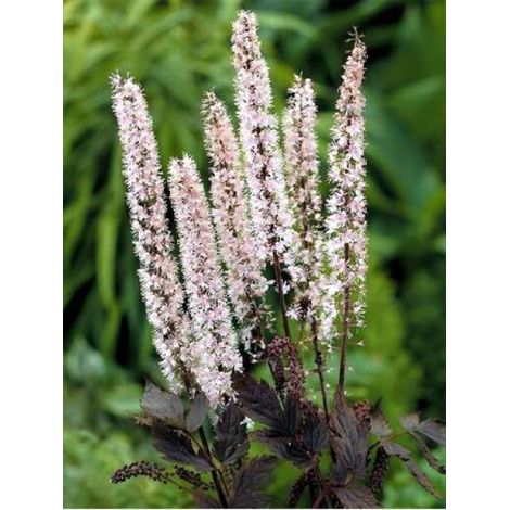 Bugbane ramosa 'Pink Spike' Godet de 8/9 cm (1/2)