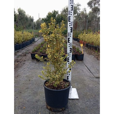 Buis Commun Panaché Buxus Sempervirens Pot 24 cm Arbuste à Topiaire (1/4)