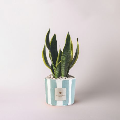 Sansevieria in vaso cementino decorato a mano Sansevieria Millerighe - Navy