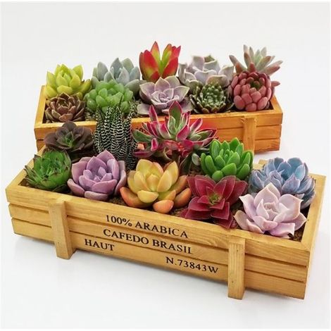 Boite A Plantes En Bois - Bac Rectangulaire Pour Succulentes Et Herbes - Decoration Interieure Et Exterieure - 1 Unite (1/3)