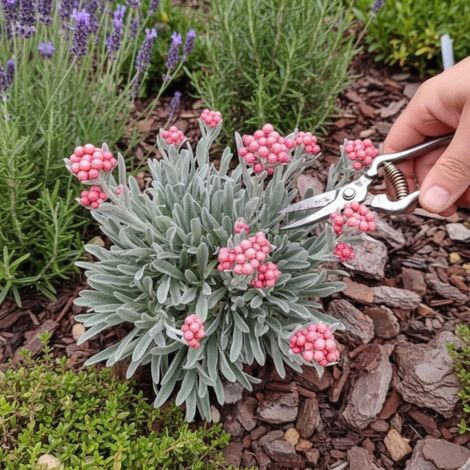 Immortelle Ruby Cluster®/Godet - 5/20 cm