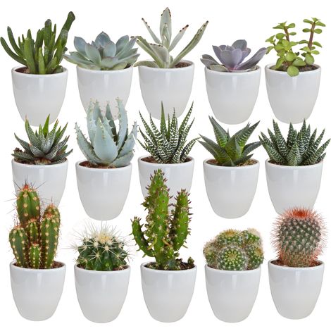 Mélange de 15 Cactus et Succulentes en Pots Blancs Ø 5,5 cm - Plantes Grasses Variées - PANGIVO (1/5)
