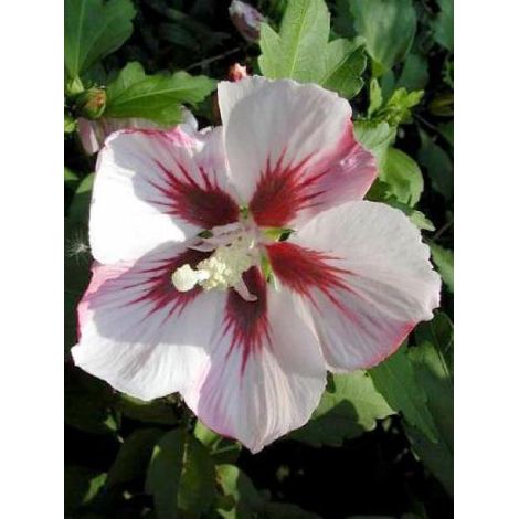 Mauve en arbre 'Hamabo' (1/2)