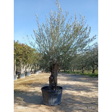 OLEA EUROPAEA BONSAI 100 CORATINA CRF.80/100 Lt.290