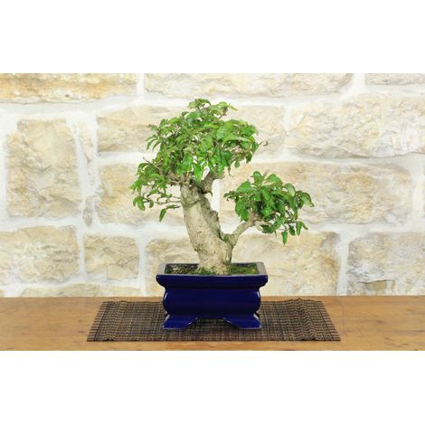 Bonsai di Bougainvillea Spectabilis (134) (1/5)
