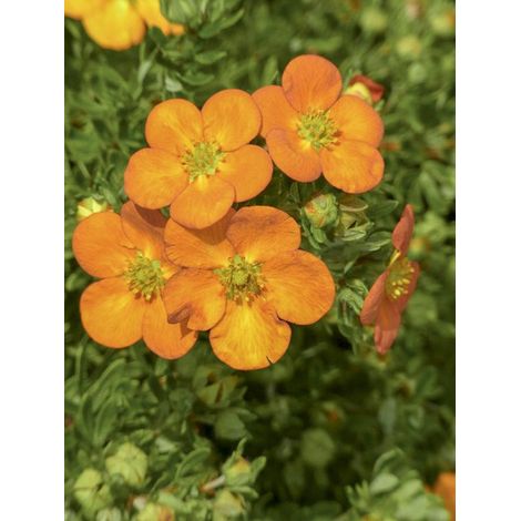 Potentille arbustive 'Bella Sol' Pot de 2L/3L (1/3)