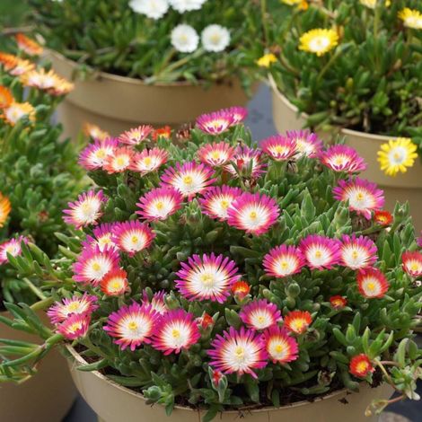 Delosperma Jewel of Desert Ruby®/Godet (1/3)