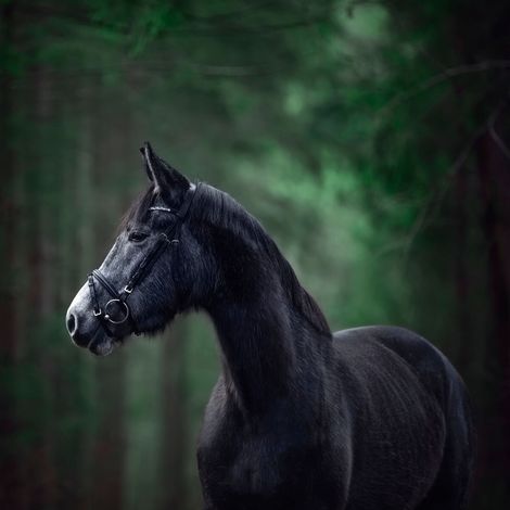 Tableau sur toile cheval forêt 45x45 cm - Impression sur Toile Murale Décorative - Image imprimée en HD sur Toile - Toile sur Châssis en Bois FSC - Fabriqué en France