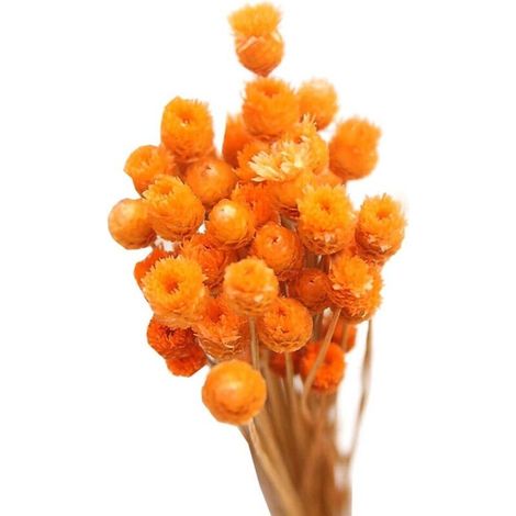 Flores artificiales, ramos de flores secas, ramos naturales, decoraciones de flores secas en botellas, 50 tallos (1/4)