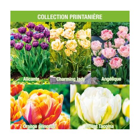 Super Collection : 30 Tulipes à fleurs de Pivoines