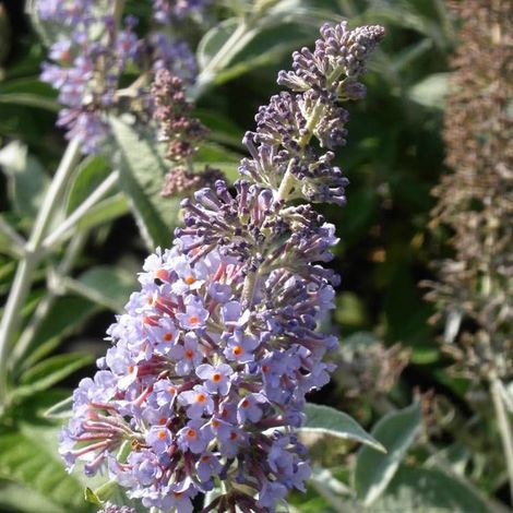 Arbre aux papillons Lochinch, Buddleia/Pot de 4L - 40/60 cm