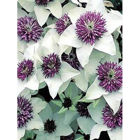 Clématite florida 'Sieboldii' Pot de 2L/3L (1/5)