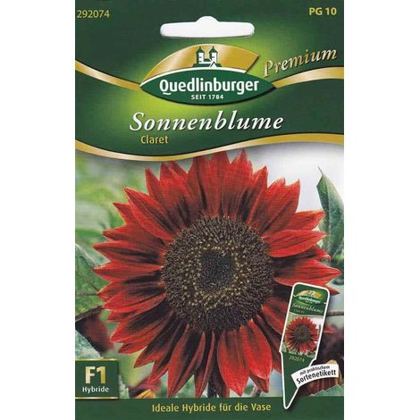 Quedlinburger Sonnenblume Claret - Blumensamen (1/2)