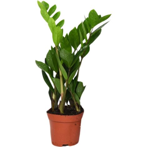 Zamioculcas Zamiifolia Plante ZZ d'Intérieur Décorative Vert Foncé Ø12 cm Hauteur 40 cm - PANGIVO (1/4)