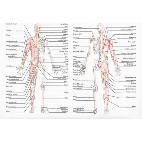 affiche d'anatomie humaine : illustration pédagogique des muscles squelettiques.-70X50CM (1/3)