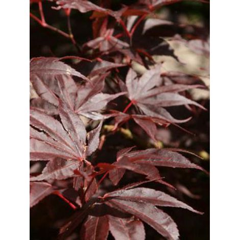 Érable du Japon 'Bloodgood' Pot de 3L/4L (1/4)