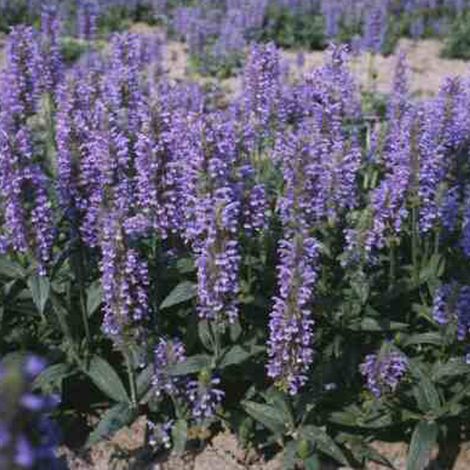 4 x Chataire nervurée - Nepeta nervosa  - godet 9x9 cm